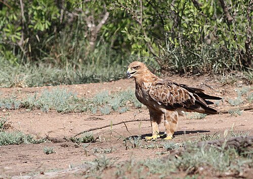 Tawny Eagle (Aquila rapax)