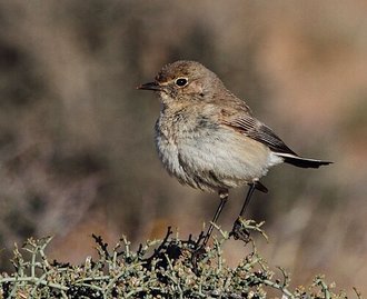 Tractrac Chat (Emarginata tractrac)