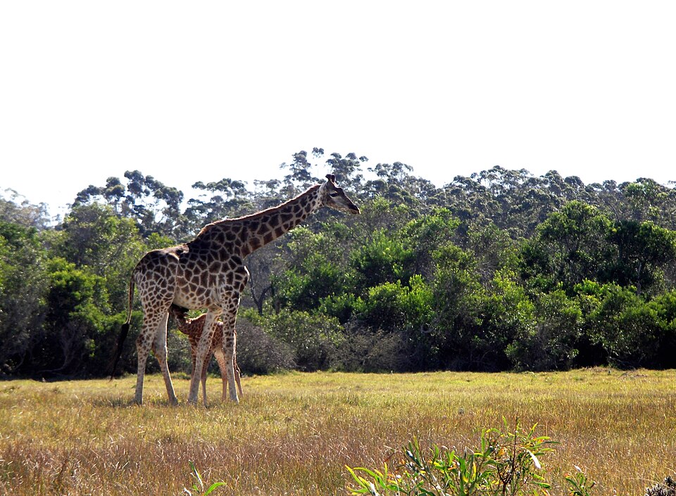 Kragga Kamma Game Park, Eastern Cape
