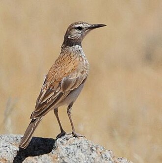 Karoo Long-billed Lark (Certhilauda subcoronata)
