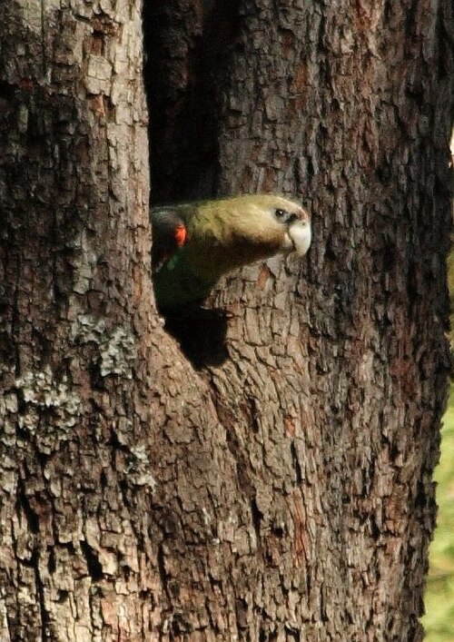 Cape Parrot (Poicephalus robustus)