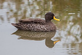 Yellow-billed Duck (Anas undulata)