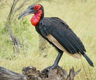 Southern Ground Hornbill (Bucorvus leadbeateri)