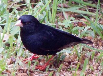 Dusky Indigobird (Vidua funerea)