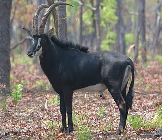 Sable Antelope (Hippotragus niger)
