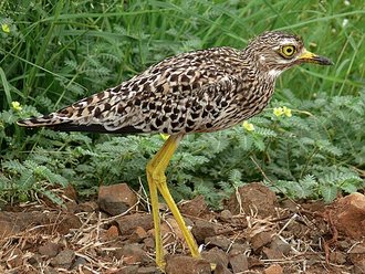 Spotted Thick-knee (Burhinus capensis)