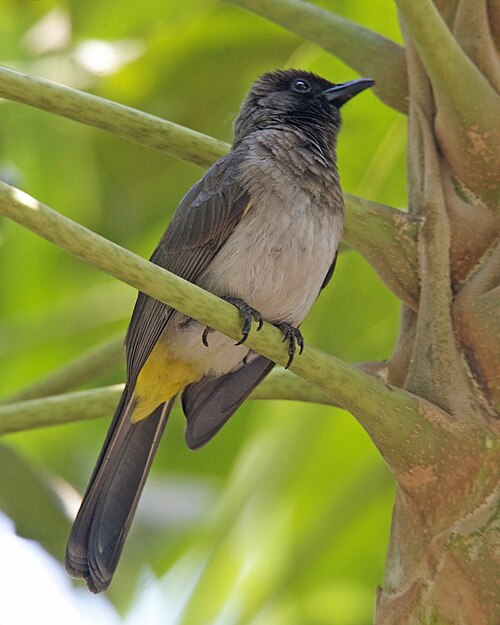 Dark-capped Bulbul (Pycnonotus tricolor)