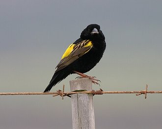 Yellow Bishop (Euplectes capensis)