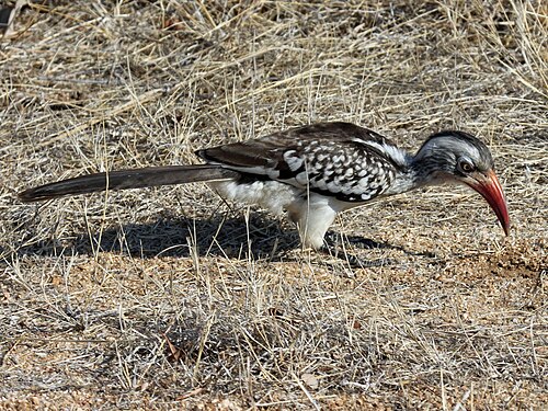 Southern Red-billed Hornbill (Tockus rufirostris)