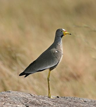 African Wattled Lapwing (Vanellus senegallus)