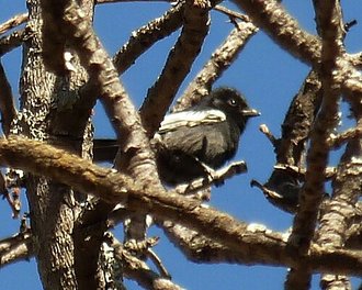 Southern Black Tit (Parus niger)