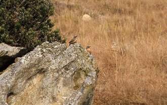 Kamberg Nature Reserve, KwaZulu-Natal