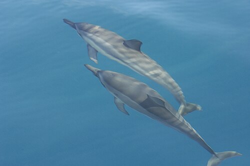 Spinner Dolphin (Stenella longirostris)
