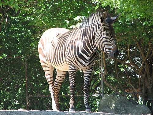 Mountain Zebra (Equus zebra)
