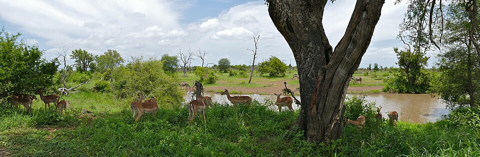 Kruger National Park, Limpopo
