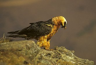 Bearded Vulture (Gypaetus barbatus)