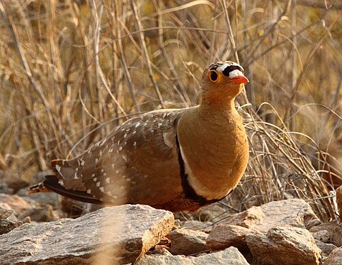 Double-banded Sandgrouse (Pterocles bicinctus)