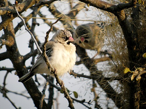 Scaly-feathered Weaver (Sporopipes squamifrons)