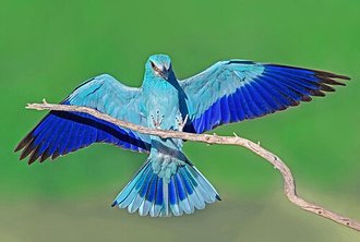 European Roller (Coracias garrulus)