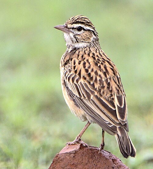 Sabota Lark (Calendulauda sabota)