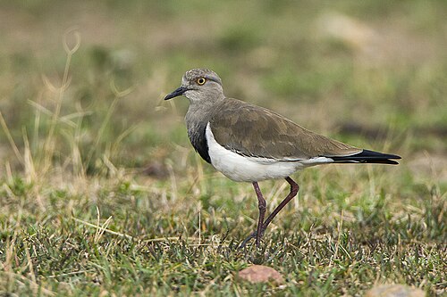 Black-winged Lapwing (Vanellus melanopterus)