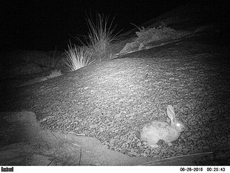 Smith's Red Rock Hare (Pronolagus rupestris)