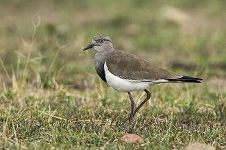 Black-winged Lapwing (Vanellus melanopterus)