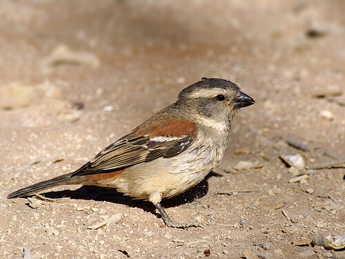 Cape Sparrow (Passer melanurus)