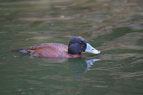 Maccoa Duck (Oxyura maccoa)