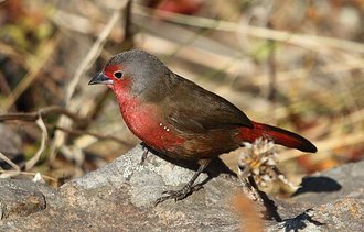 African Firefinch (Lagonosticta rubricata)
