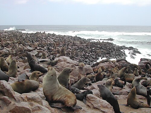 Brown Fur Seal (Arctocephalus pusillus)