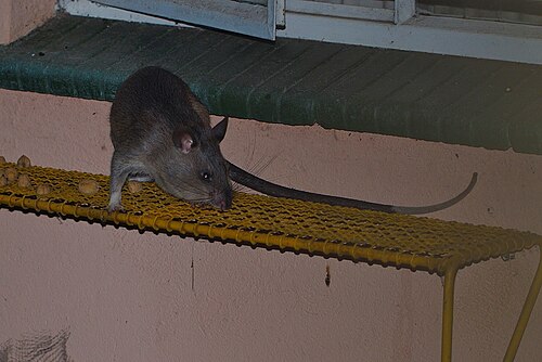 Southern Giant Pouched Rat (Cricetomys ansorgei)