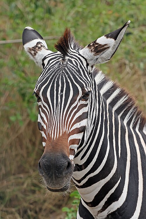 Plains Zebra (Equus quagga)