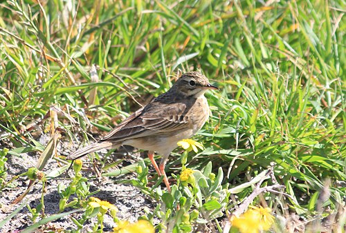 African Pipit (Anthus cinnamomeus)