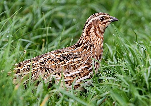 Common Quail (Coturnix coturnix)