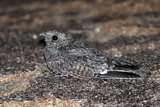 Freckled Nightjar (Caprimulgus tristigma)