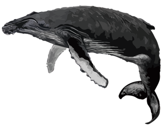 Humpback Whale (Megaptera novaeangliae)