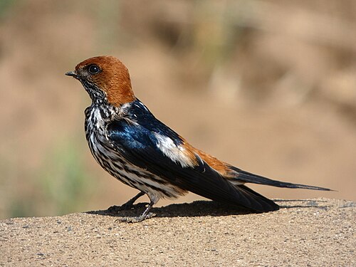 Lesser Striped Swallow (Cecropis abyssinica)