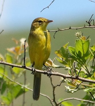 African Yellow Warbler (Iduna natalensis)