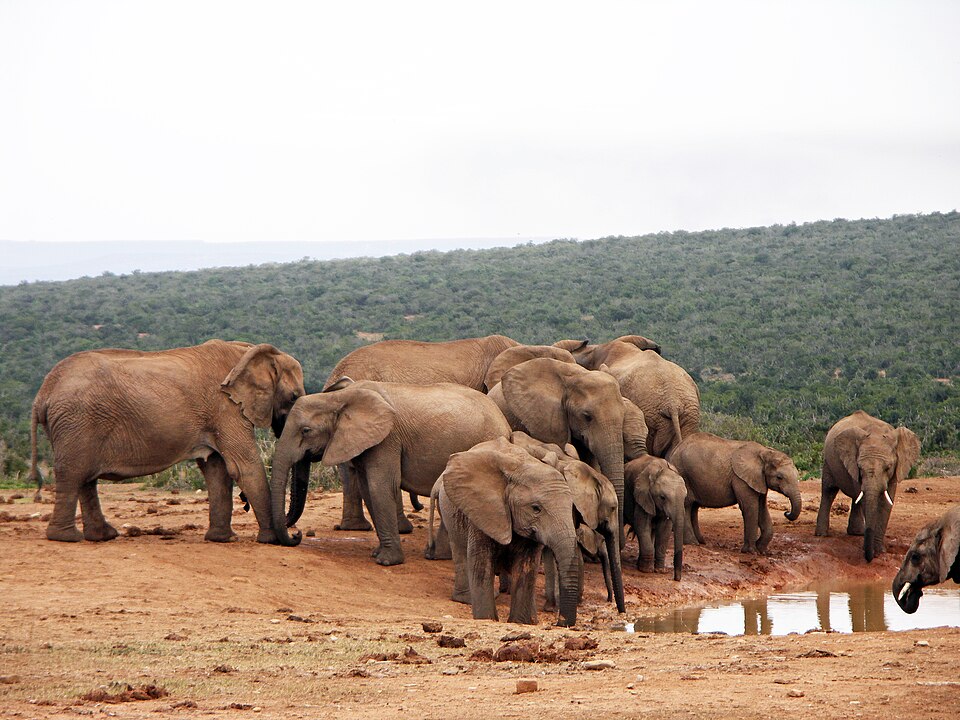 Addo Elephant National Park, Eastern Cape