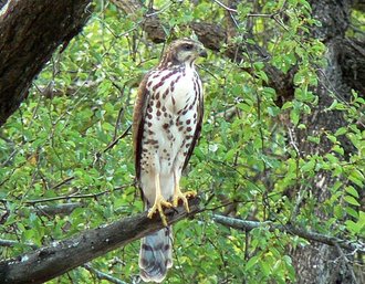 African Goshawk (Accipiter tachiro)