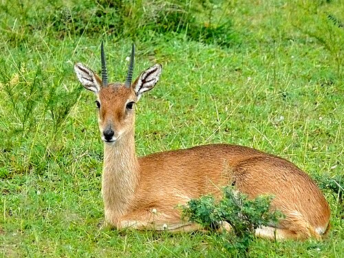 Oribi (Ourebia ourebi)