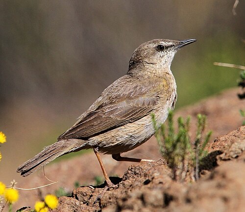 African Rock Pipit (Anthus crenatus)