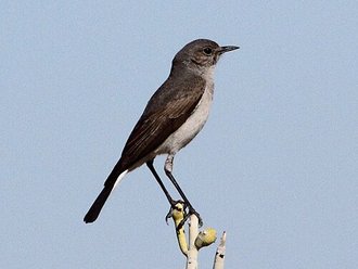 Karoo Chat (Emarginata schlegelii)
