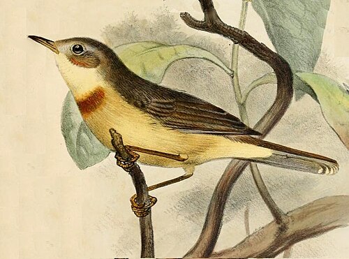 Burnt-neck Eremomela (Eremomela usticollis)