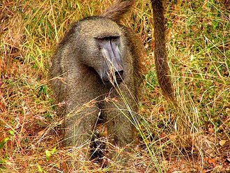 Chacma Baboon (Papio ursinus)