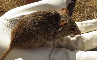 Single-Striped Lemniscomys (Lemniscomys rosalia)