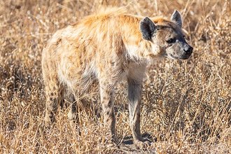 Spotted Hyena (Crocuta crocuta)