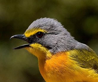 Orange-breasted Bushshrike (Chlorophoneus sulfureopectus)