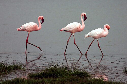 Lesser Flamingo (Phoeniconaias minor)